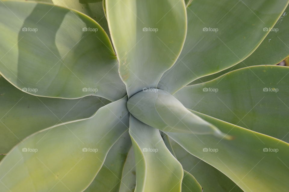 Cactus, Agave, Succulent, Flora, Spine