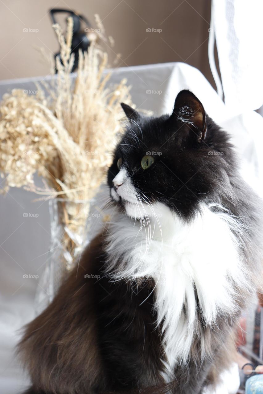 A beautiful black-and-white cat listening attentively to some noises 