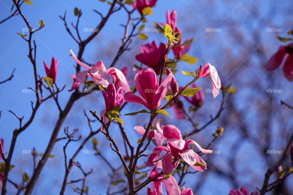 Magnolia blooming