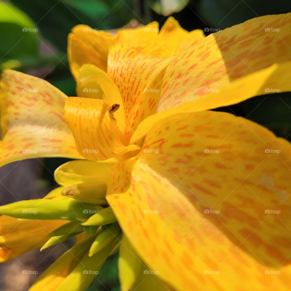 a close up of a yellow flower in a garden