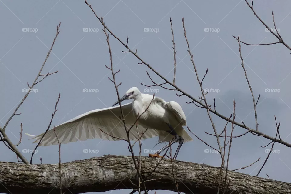 Ibis