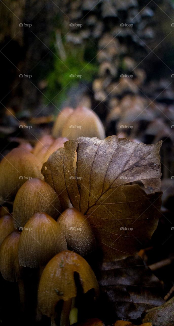 Mushroom and leafs