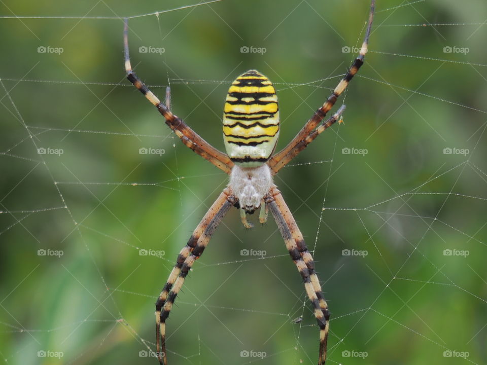 Spider