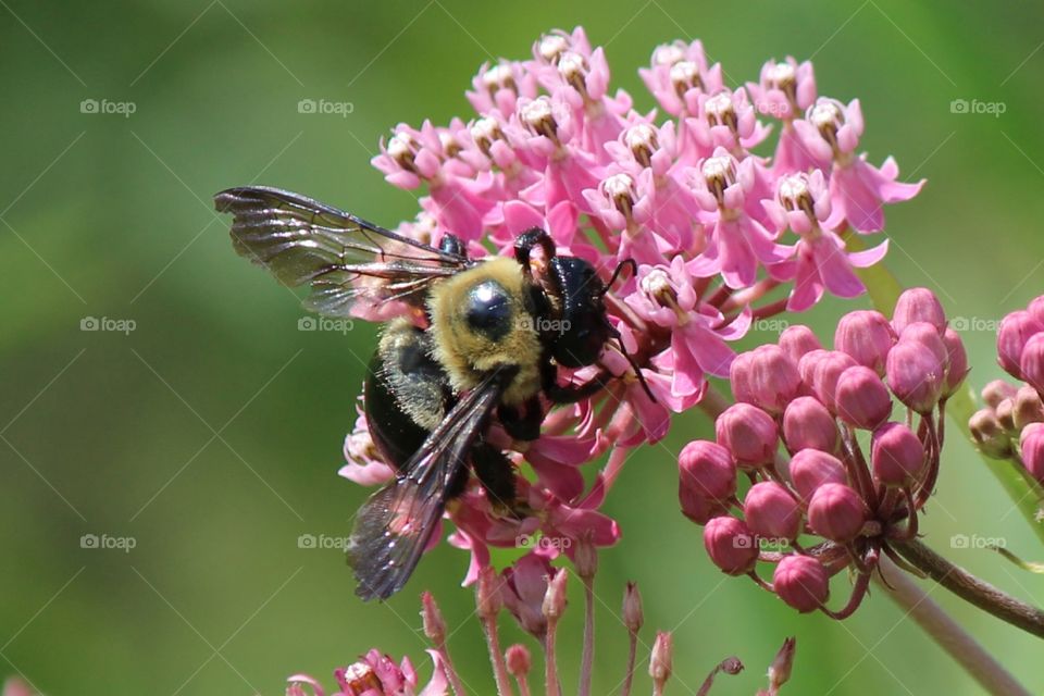Busy Bumblee Pollinating the pink milkweed wildflower blooms