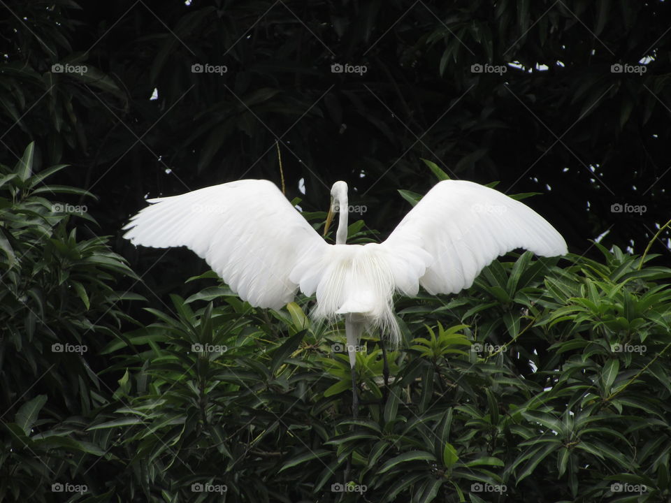 garça, ave, Amazônia, Brasil.