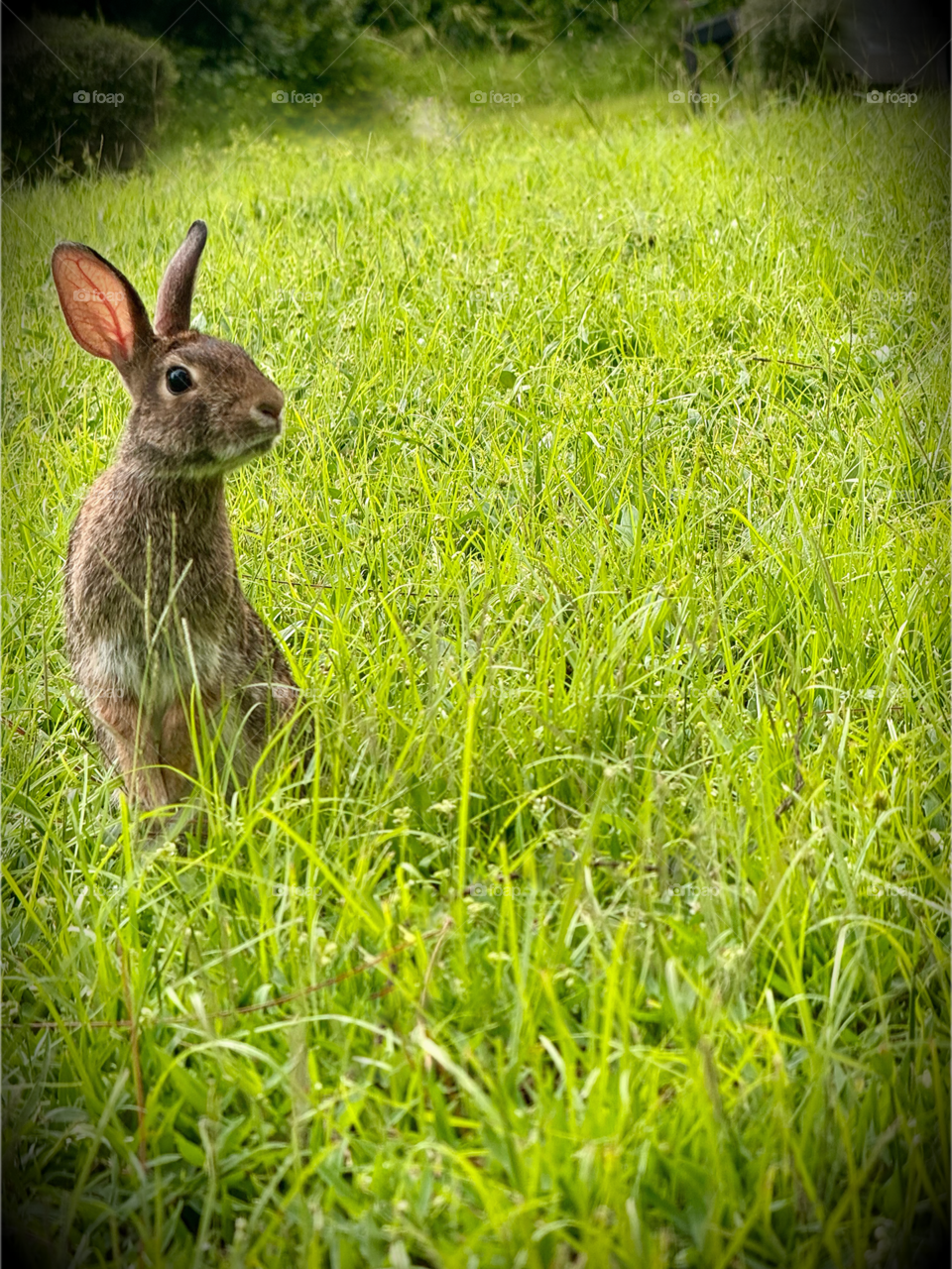 Inquisitive adorable wild rabbit.