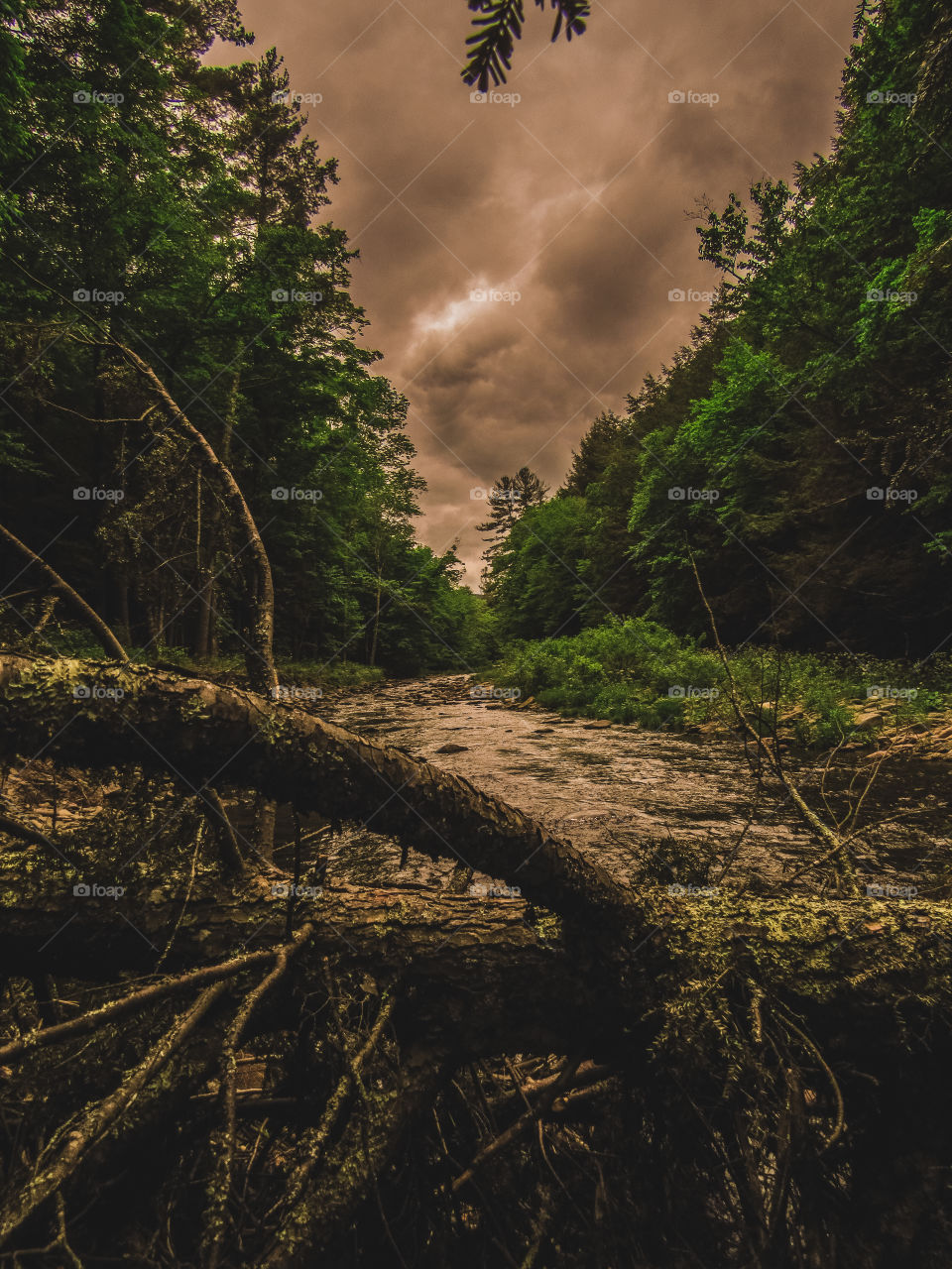 Arkville, New York, sun, sky, clouds, mountains, river, nature summer, top of the mountain , Landscape, view, panoramic view, forest, river, fallen tree, 