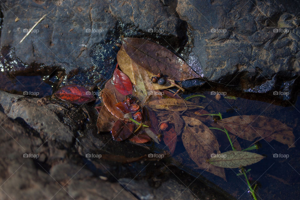 Different shades of autumn caught between the stream and rocks. 