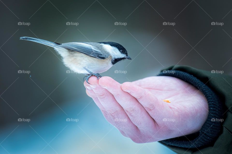 Black-capped chickadee, Poecile atricapillus, perched on a child's hand, horizontal 