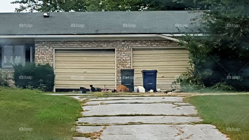 crazy cat lady starter kit. that's a whole lot of cats