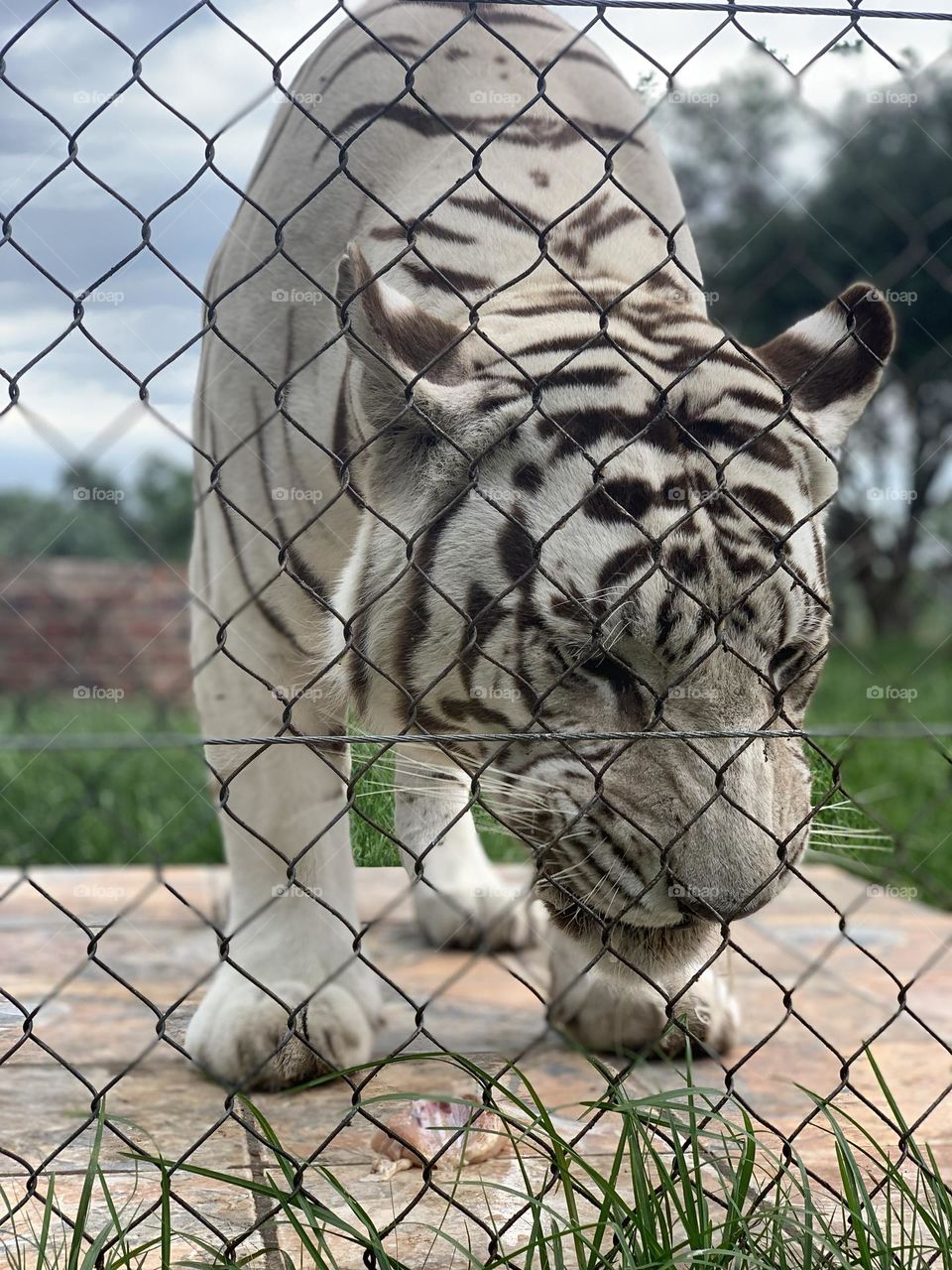 A white bengal tiger 