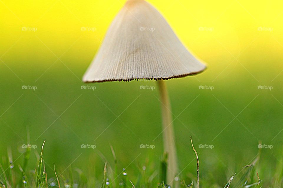 Einsamer Pilz mit gelbem Hintergrund auf Wiese