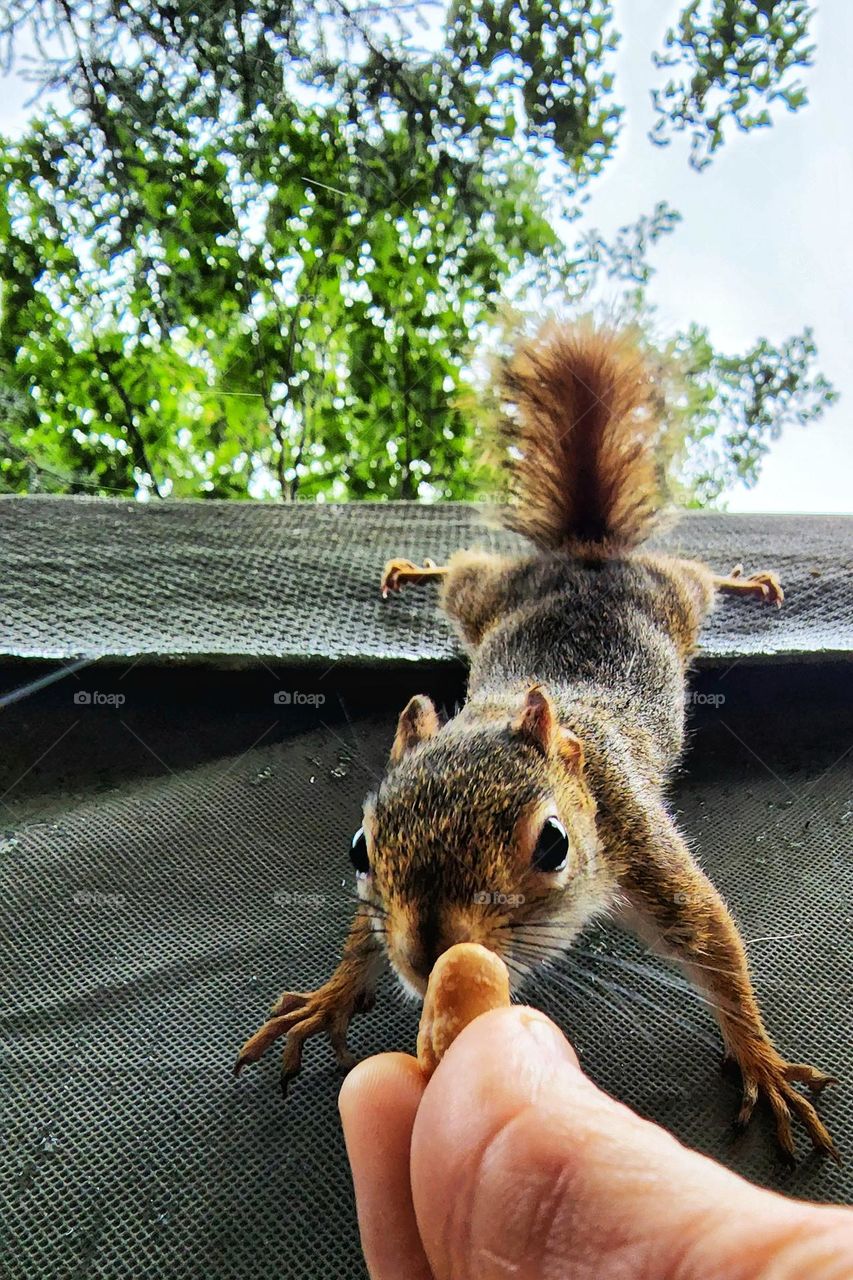 Squirrel hanging down to get hand fed a peanut