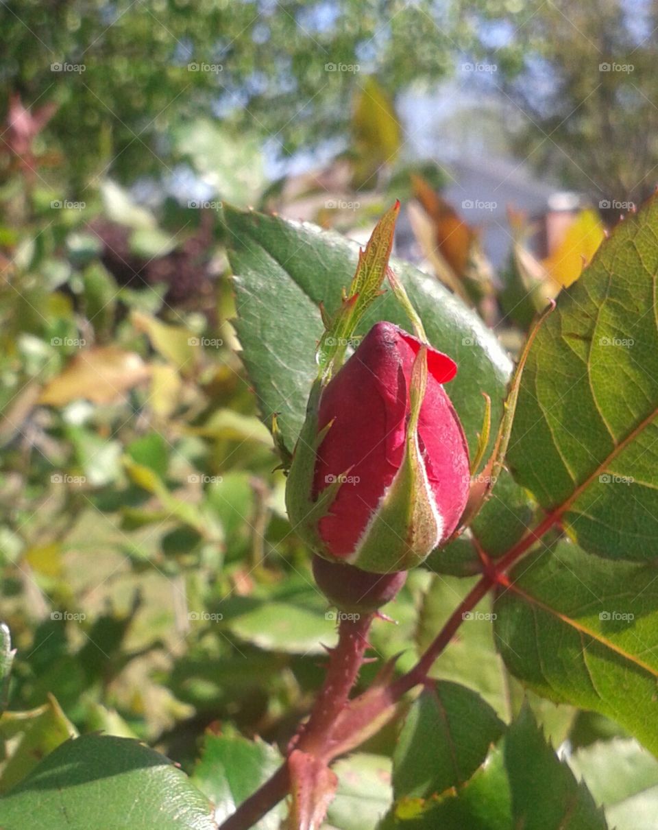 Thorny Bud. thorny little rose bud.