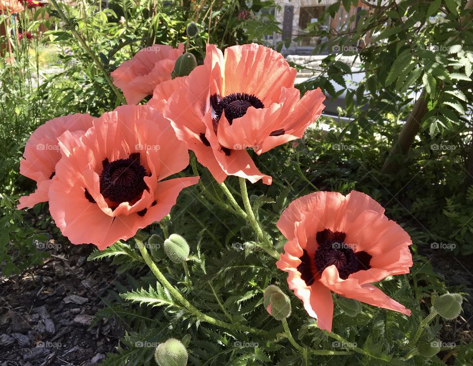 Poppies / pavots 