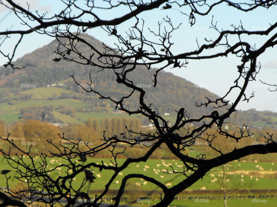 Oak branches in front of a hill and pastures