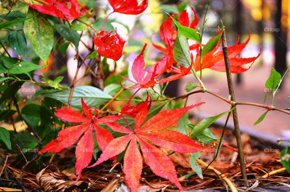 Red autumn leaves on twig