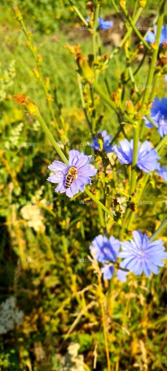 Bee at flower