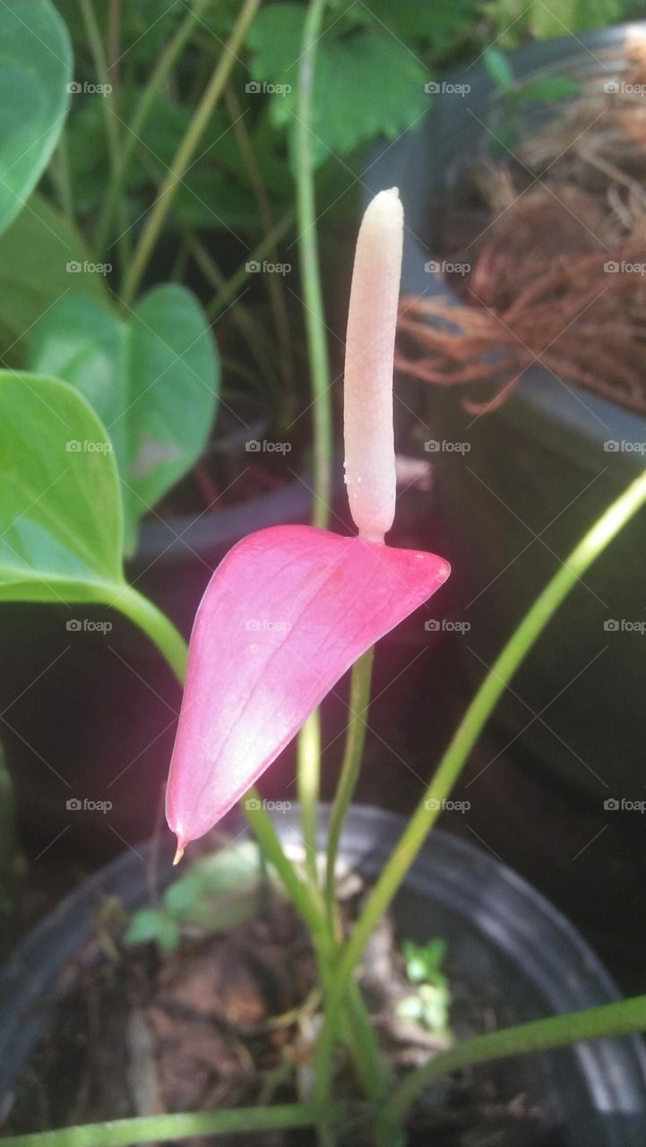 Anthurium flower