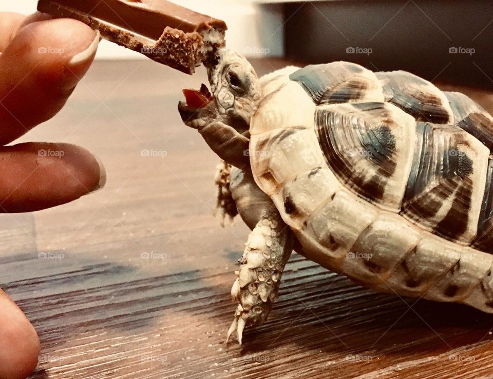 This tortoise loves chocolate😅
