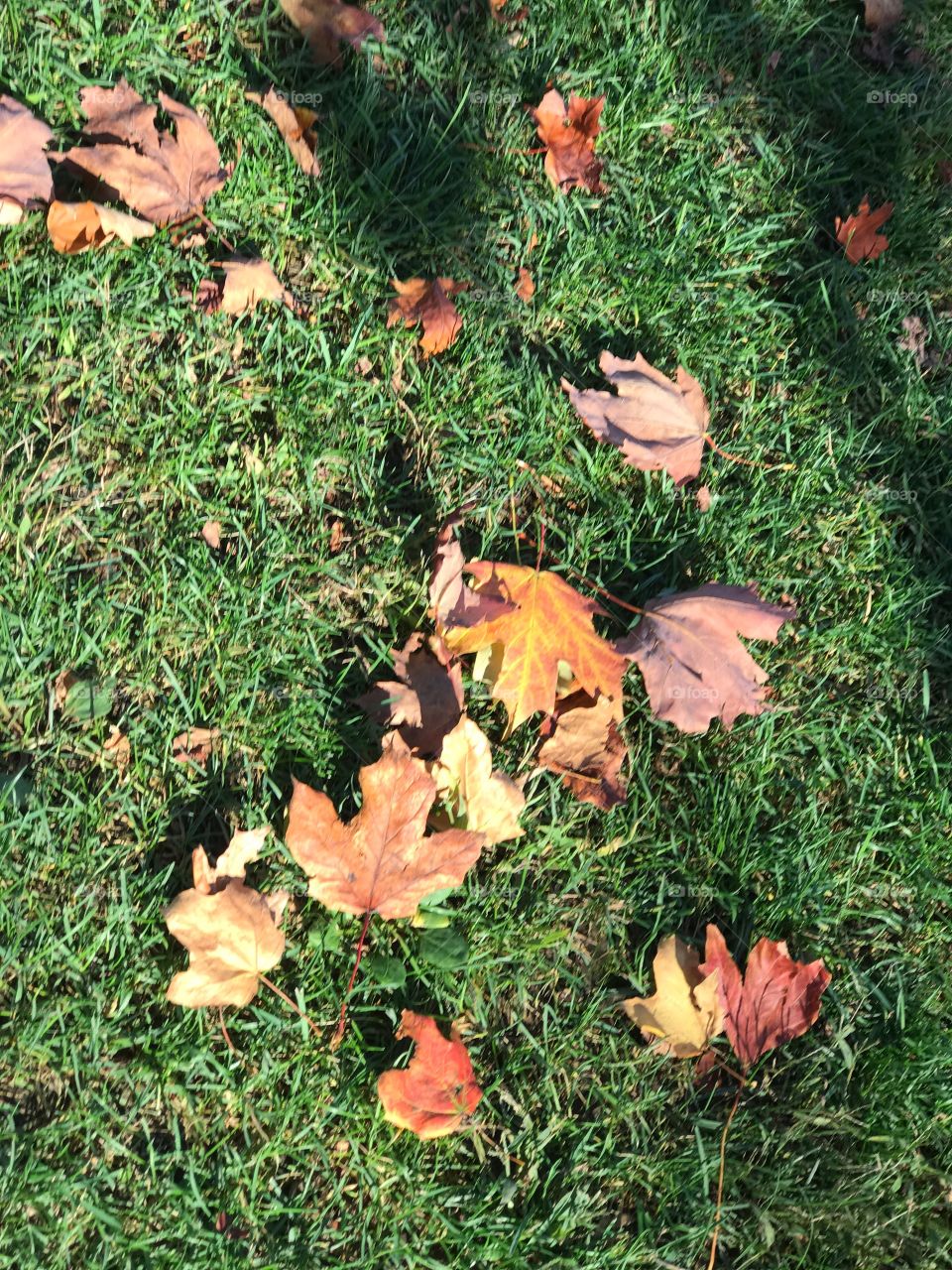 Leaf, Fall, No Person, Flora, Garden