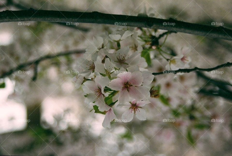 Cherry blossom