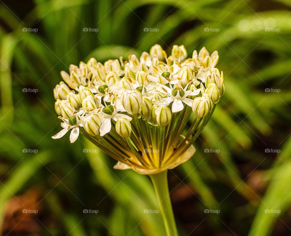 Green and white allium bulb flowerhead
