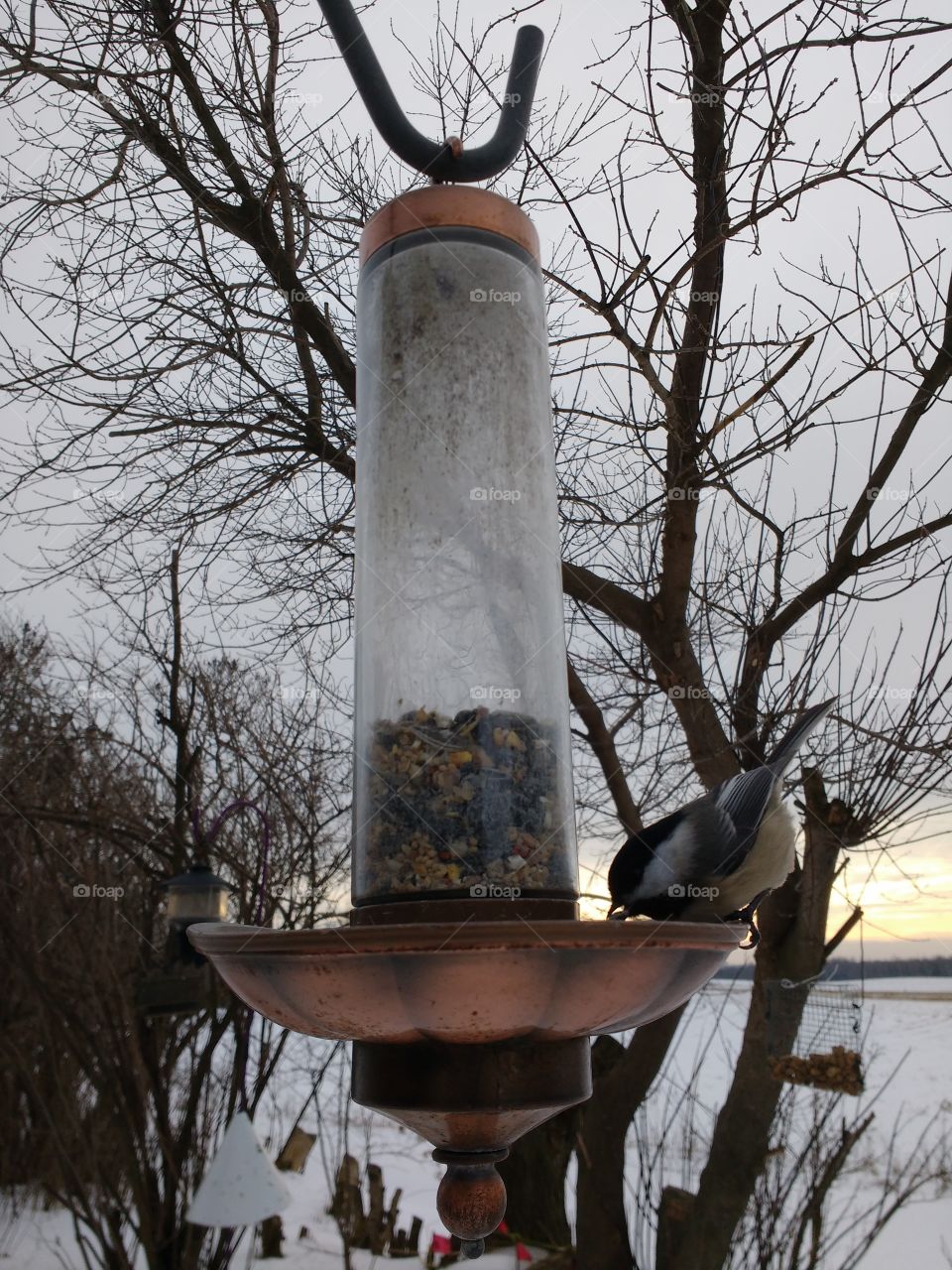 Chickadee at bird feeder