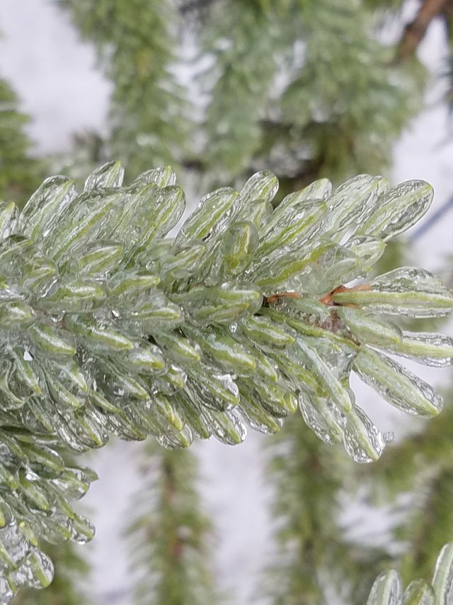 Spring Ice Storm
