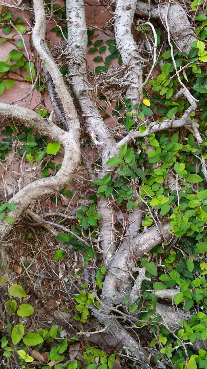 Vines wrapped on the wall