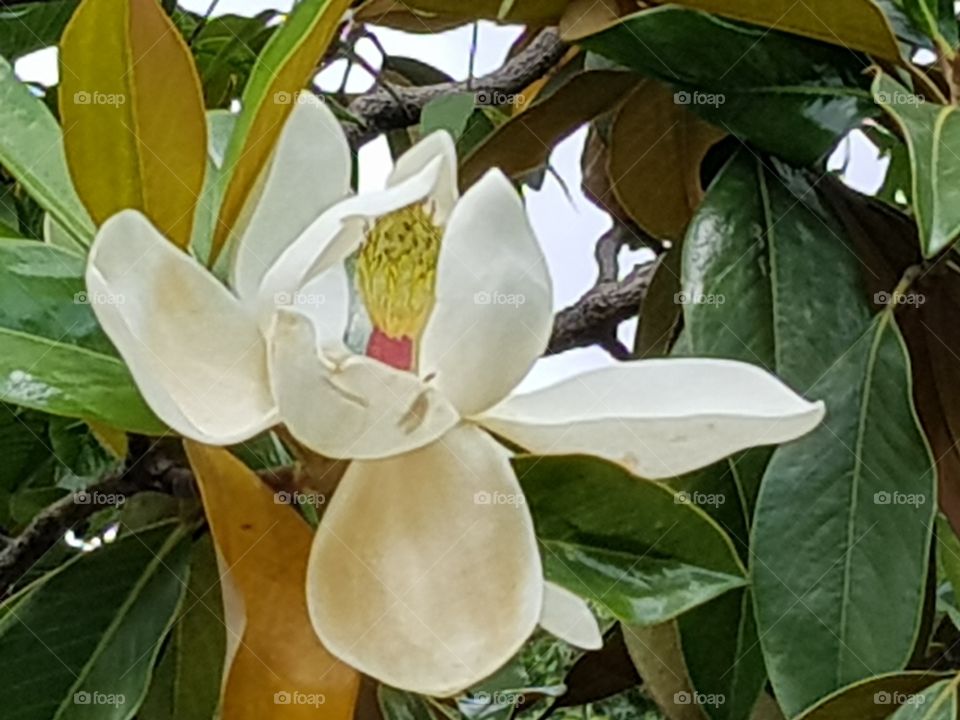 magnolia. Brasil