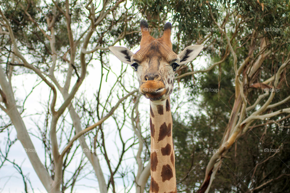 African giraffe  up close