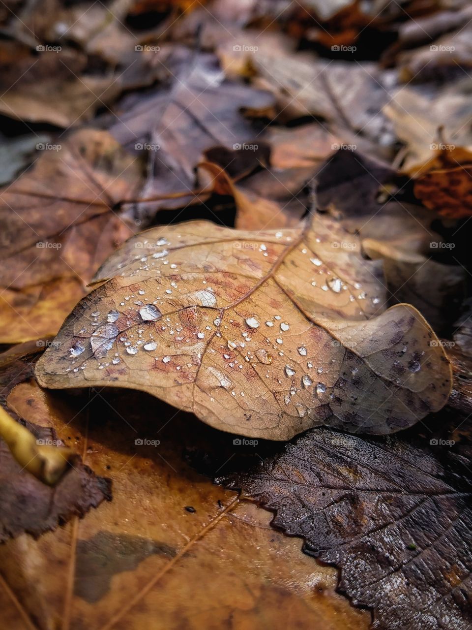 Autumn leaf