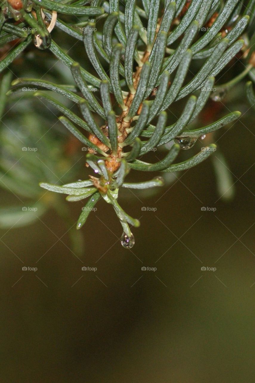 Pine needles 