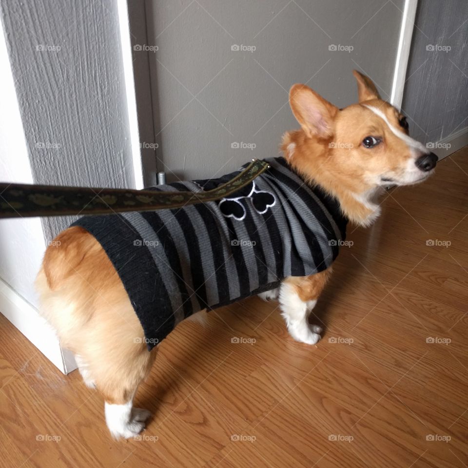 Corgi Wearing a Skull Sweater