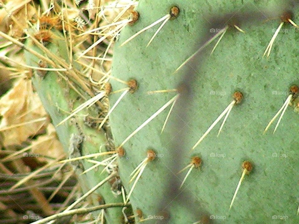 cactus spike . close up of cactus 