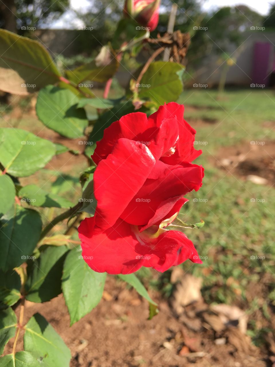 Nossa roseira vermelha preparando-se para o primeiro botão depois da poda. Vem vindo bonita ou não?