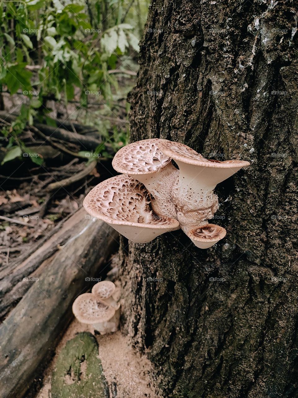 Wild mushrooms on the tree trunk Dryad’s saddle, Pheasant’s back mushroom, scaly polypore, Polyporus squamosus, Cerioporus squamosus