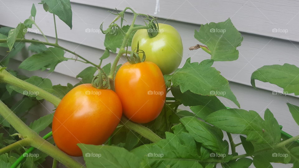 growing tomatoes