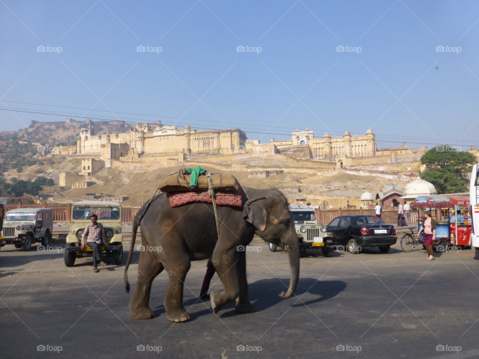 jeep elephant india jaipur by rookemj162