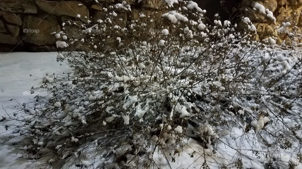 snowy branches