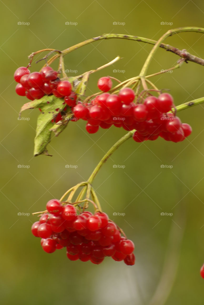 Viburnum branch with red berries