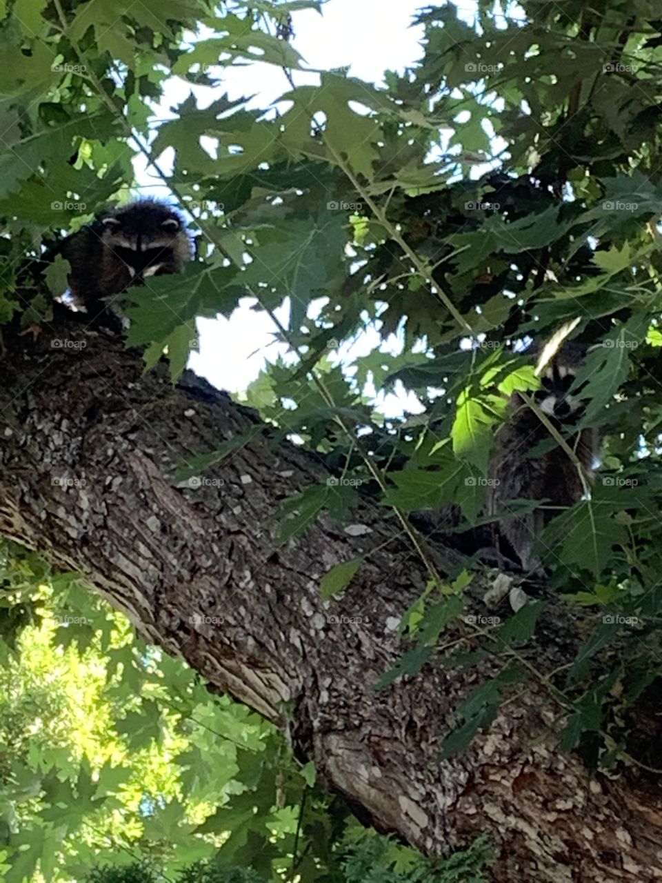 Raccoon family visit 