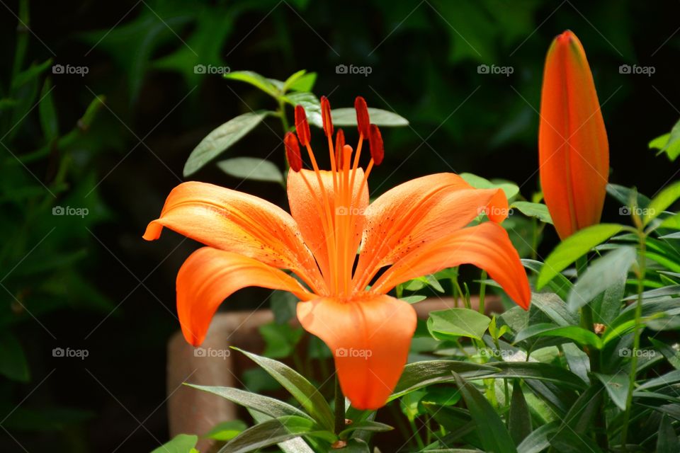 Tiger lily plant