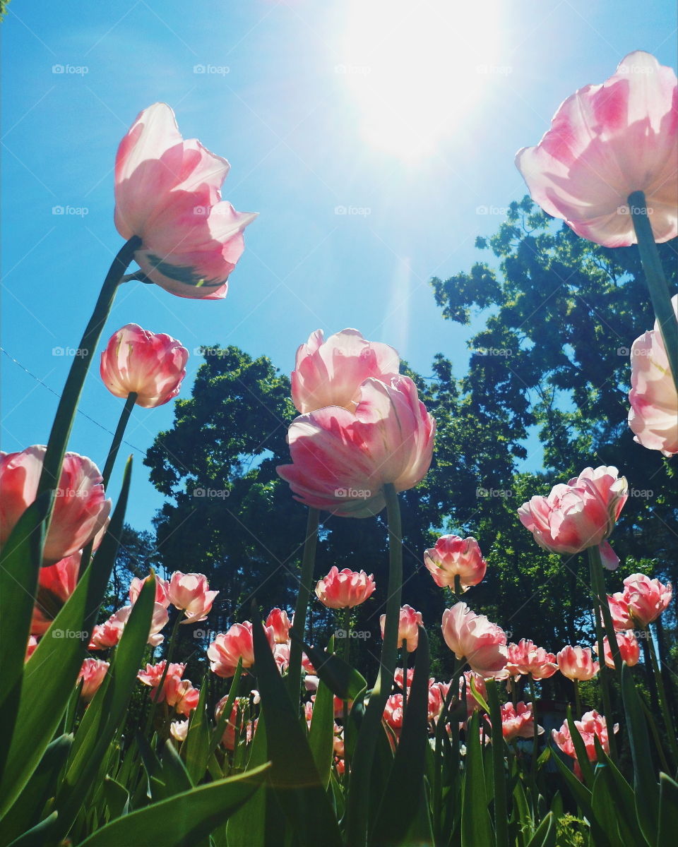 Flowers tulips against the blue sky in the park of Kiev