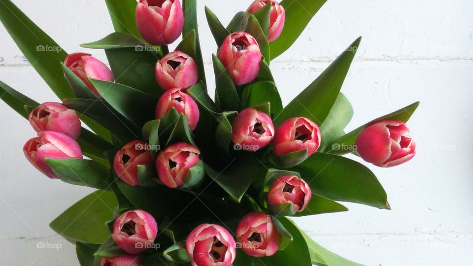 Bouqet of pink tulips with white wooden background