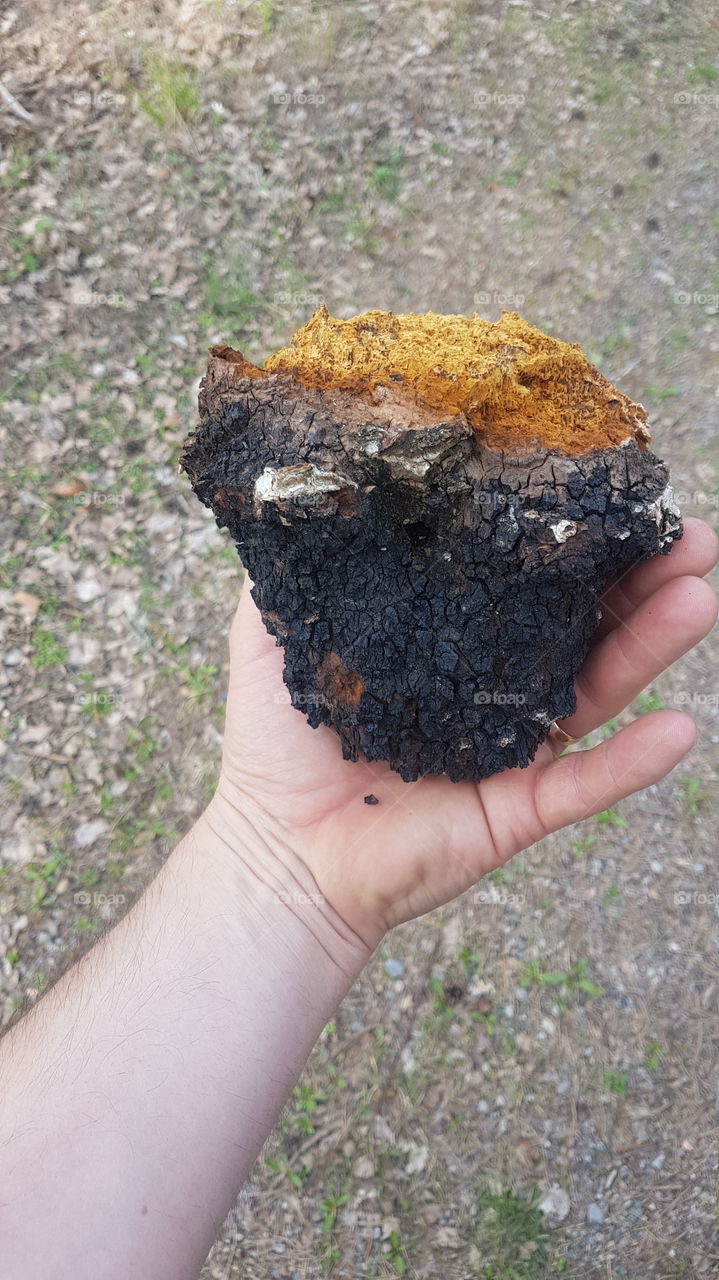 chaga