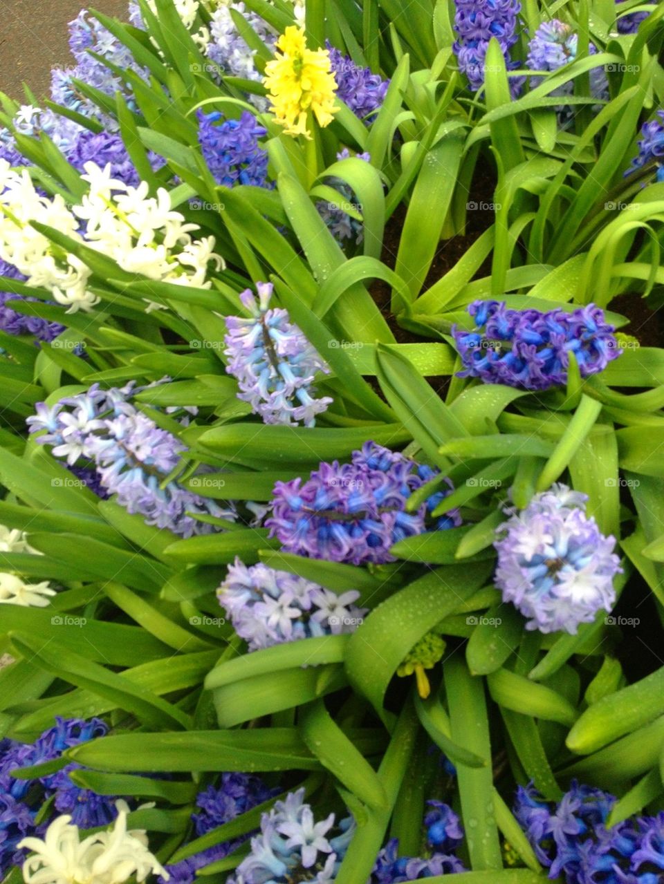 Hyacinths