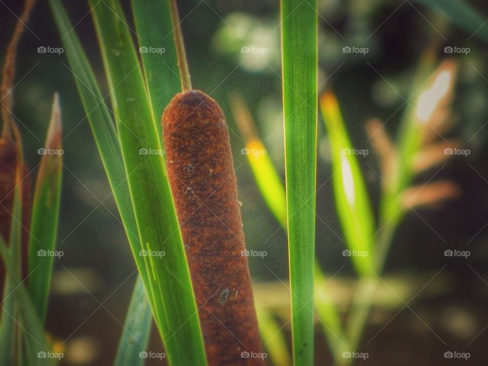 Water plants