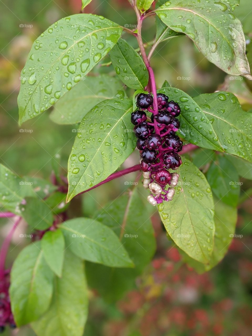 Early fall upstate NY